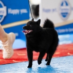 ELTAYA pup