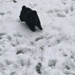 ac2d4434-fe77-4f21-9522-f453dd8c35fa