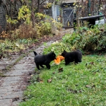 d808cbfc-65a0-421a-a03d-6e0568513cda