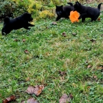 e2cff965-8c6a-46f8-b173-8a1cff981309