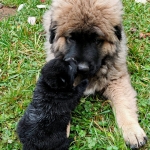 1d1042e8-2fa6-4217-b4f7-e8eb24caaf01