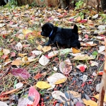 796cc444-56d7-4cad-b979-352d32e887a9