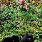 1608d154-477c-4cb6-b2c5-bdee63e5b3db